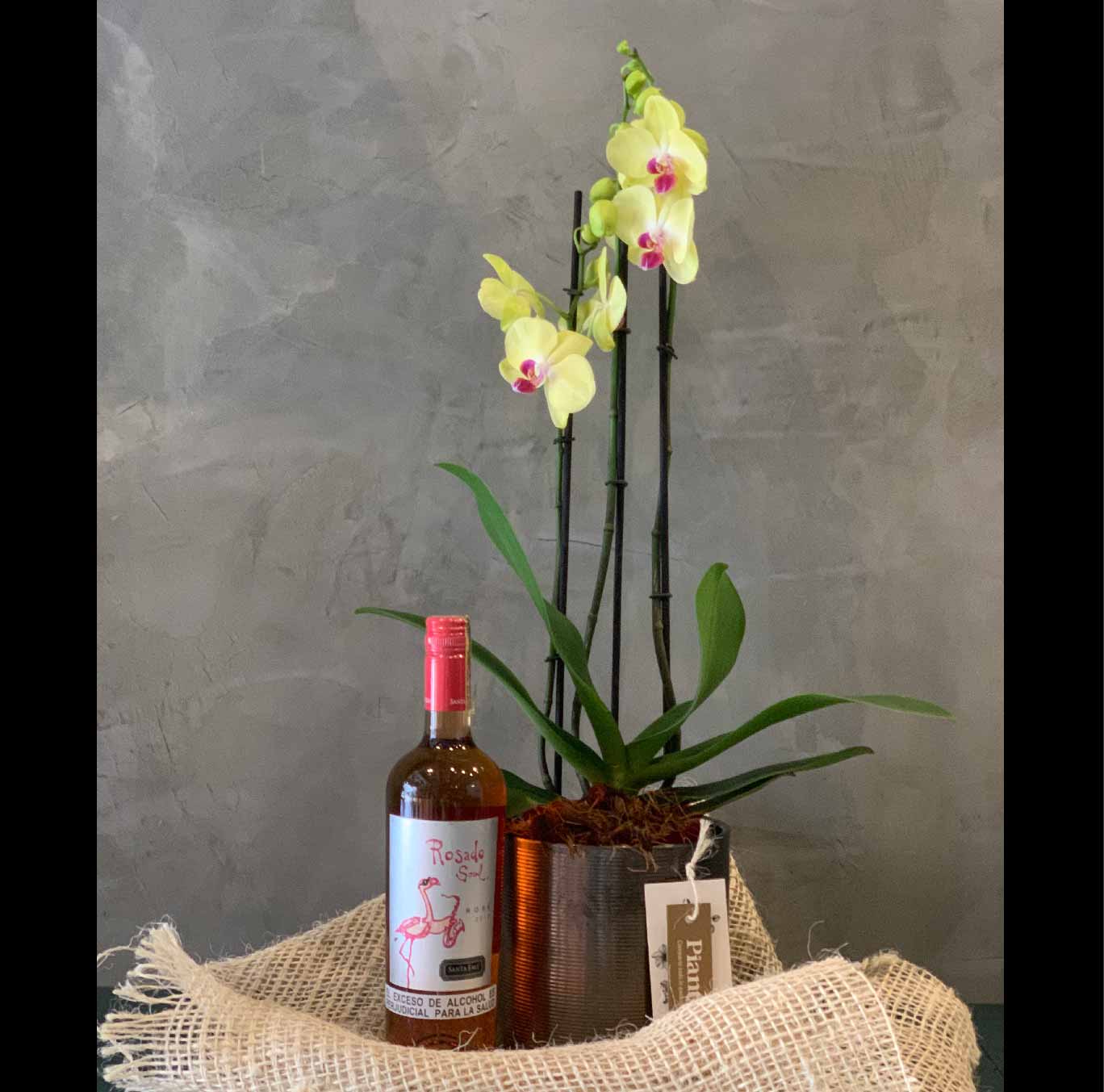 Santa Ema ST Rosado Soul+ orquídea supreme 2 espigas